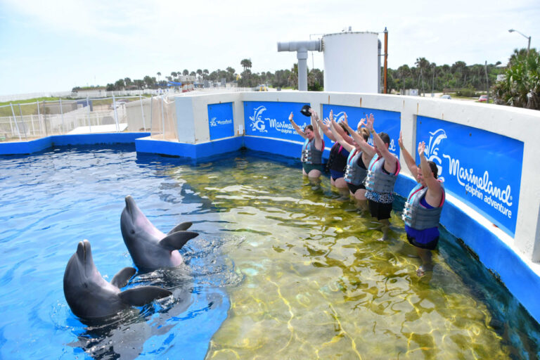 Where To Swim With Dolphins in Florida plus tips and what to expect!