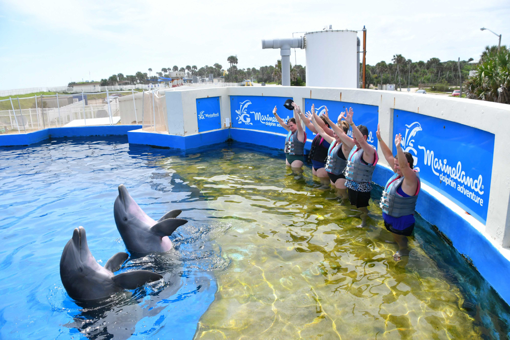 Where To Swim With Dolphins in Florida plus tips and what to expect!